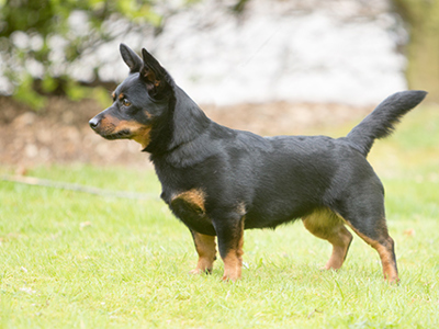 Lancashire Heeler standing