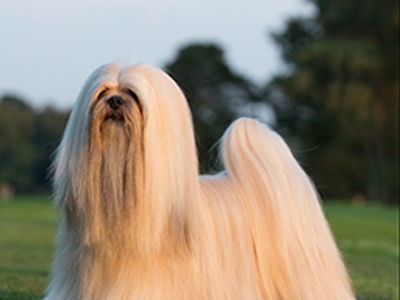 Lhasa Apso standing