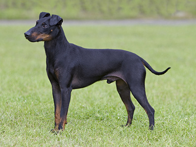 Manchester Terrier standing