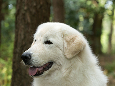 Maremma Sheepdog headshot