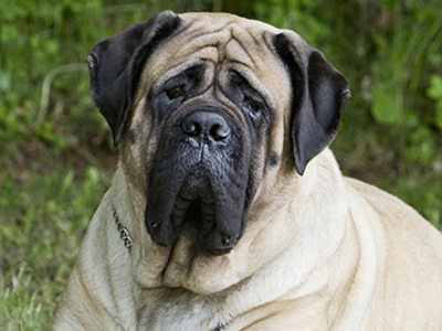 Mastiff headshot