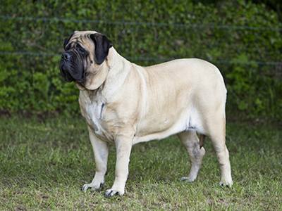 Mastiff standing