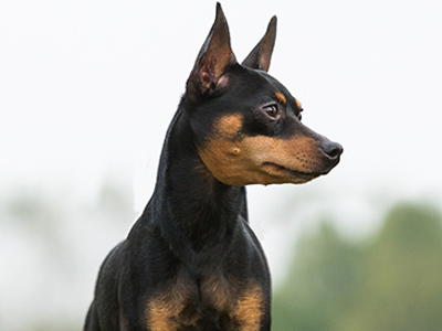 Miniature Pinscher headshot