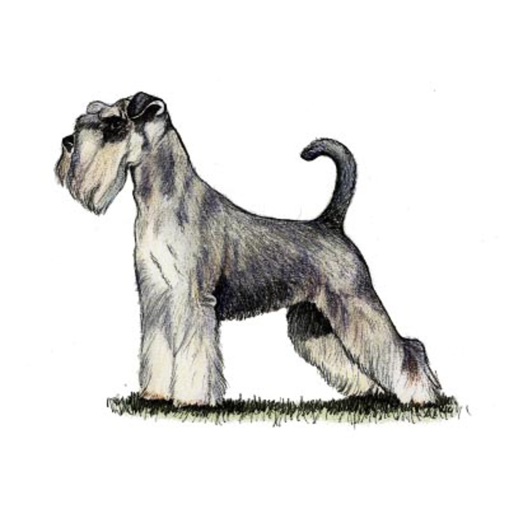 Miniature Schnauzer illustration