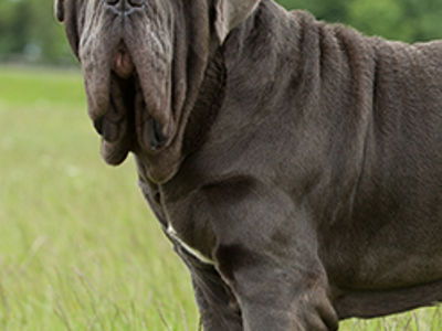 Neapolitan Mastiff headshot