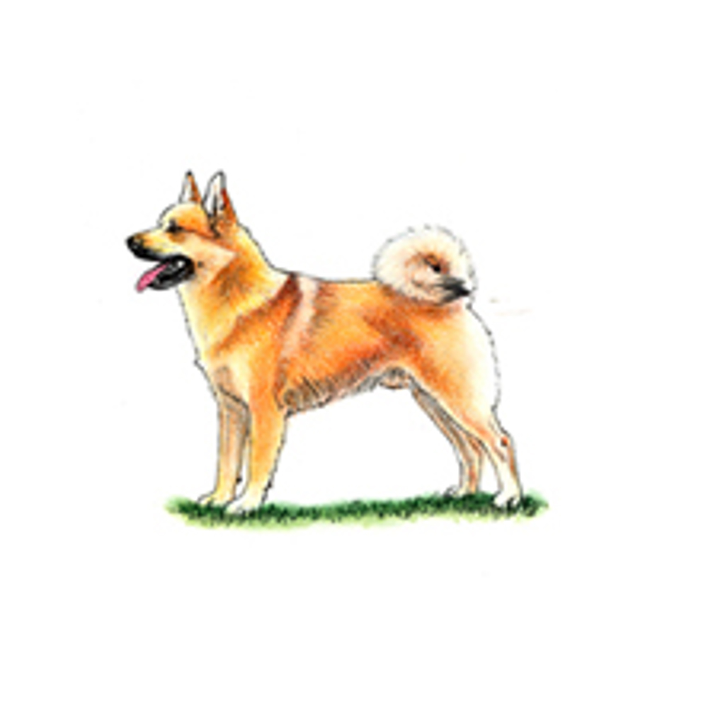 Norwegian Buhund illustration