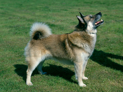 Norwegian Buhund standing