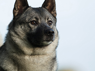 Norwegian Elkhound headshot