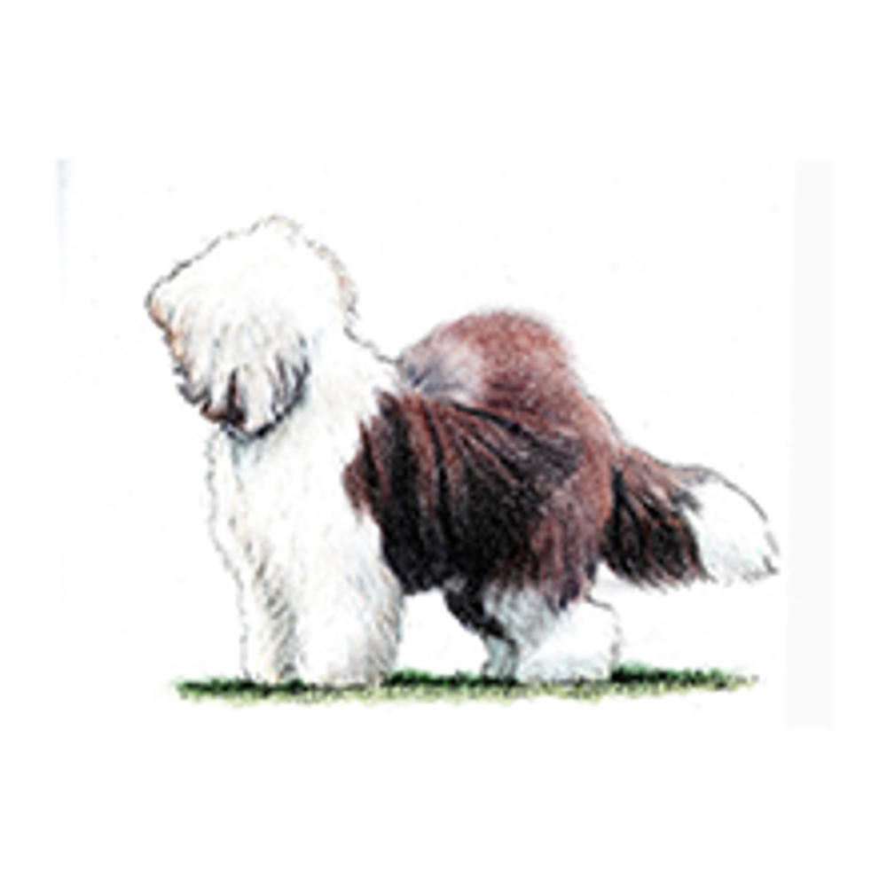 Old English Sheepdog illustration