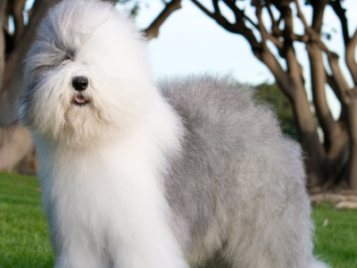 Old English Sheepdog standing