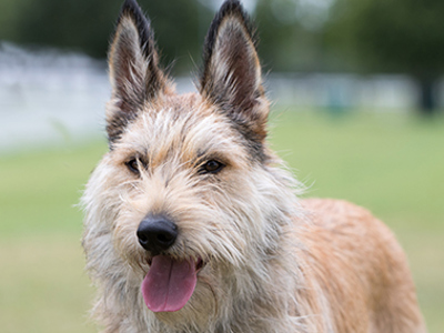 Picardy Sheepdog headshot