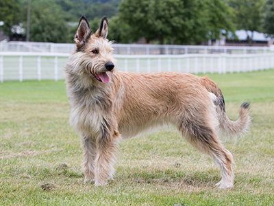 Picardy Sheepdog standing