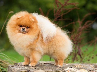 Pomeranian standing