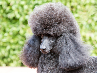 Poodle miniature headshot