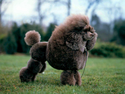 Poodle Toy