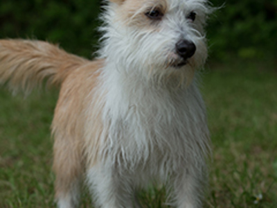 Portuguese Podengo headshot