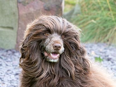 Portuguese Water Dog headshot