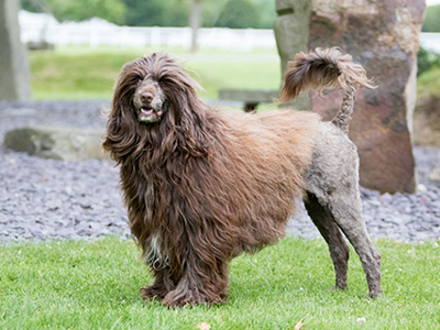 Portuguese Water Dog standing shot