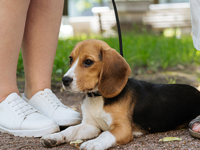 Puppy beagle laying on floor