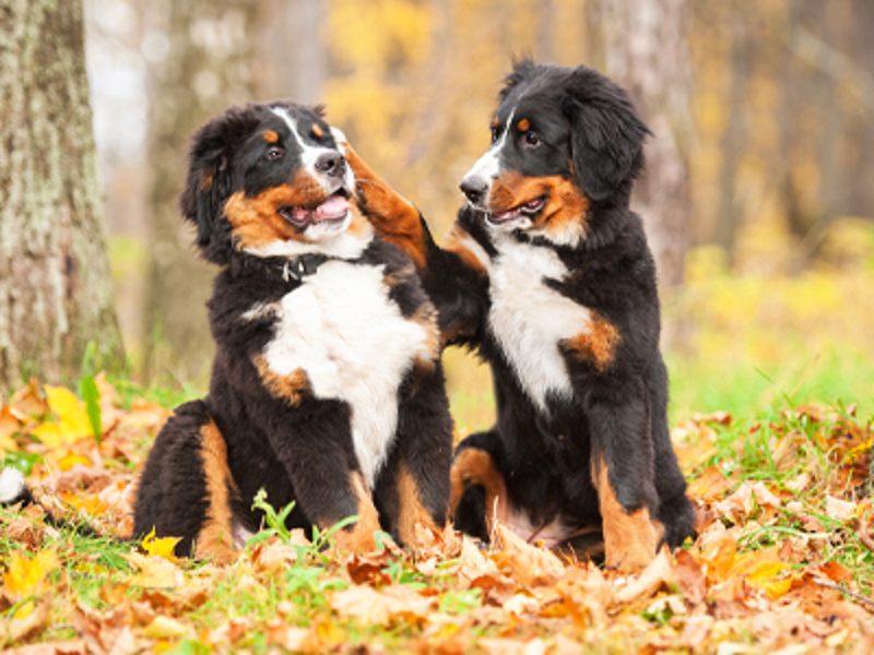 Two puppies sat side by side, one of them has a paw on the others face