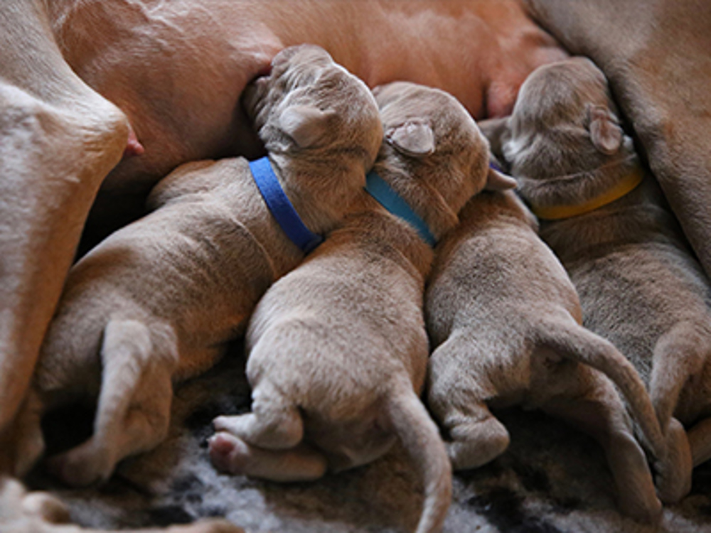 Puppies drink from mum