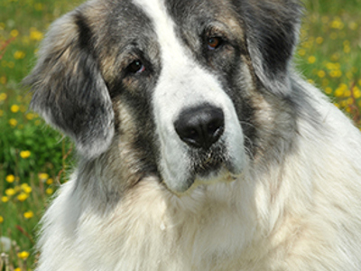 Pyrenean Mastiff headshot