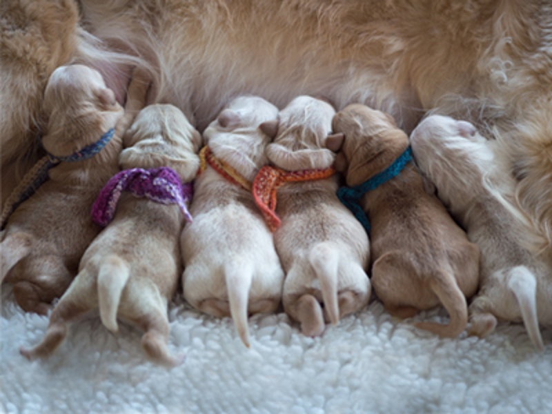 Puppies with identification collars sat drinking milk from mum