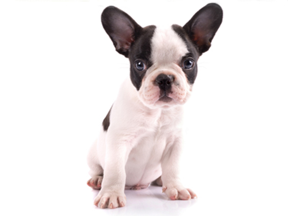 French bulldog puppy looking at camera