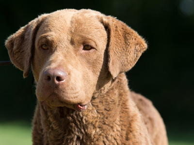 Retriever (Chesapeake Bay) headshot