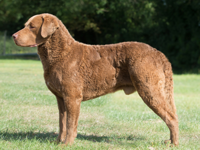 Retriever (Chesapeake Bay) standing