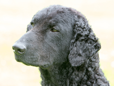 Retriever (Curly Coated) headshot