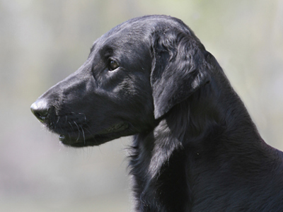 Retriever (Flat coated) headshot