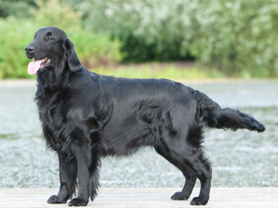 Retriever (Flat coated) standing