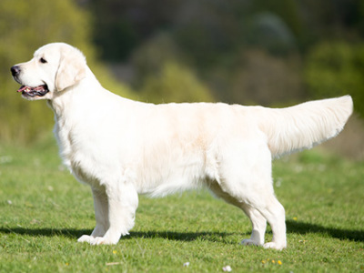 Retriever (Golden) standing