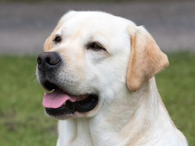 Retriever (Labrador) headshot