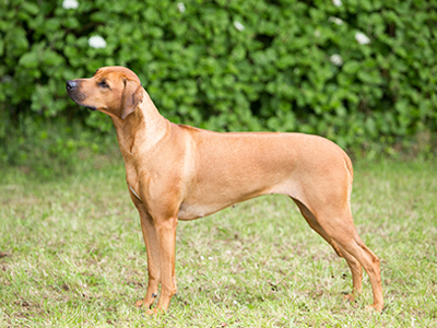 Rhodesian Ridgeback standing