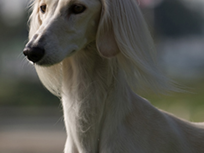 Saluki headshot