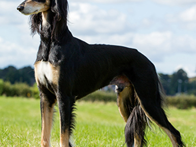 Saluki standing