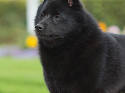 Schipperke headshot