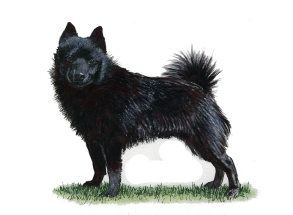 Schipperke illustration