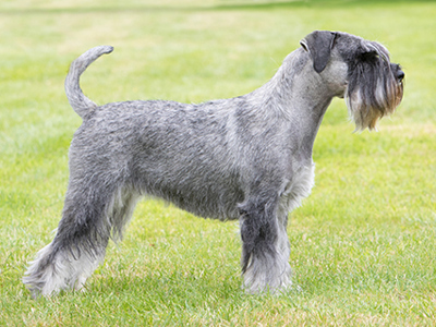 Schnauzer standing