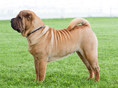 Shar Pei standing