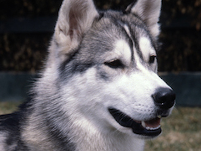 Siberian Husky headshot