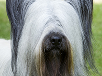 Skye Terrier headshot