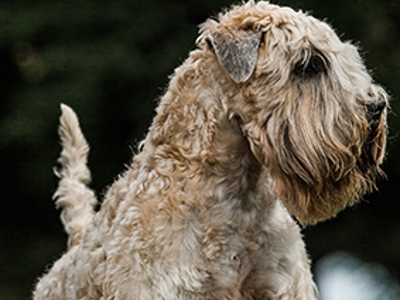 Soft Coated Wheaten Terrier headshot