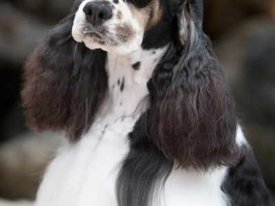 Spaniel (American Cocker) headshot