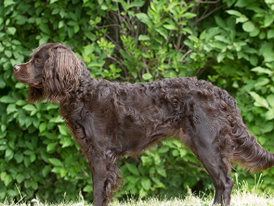 Spaniel (American Water) standing