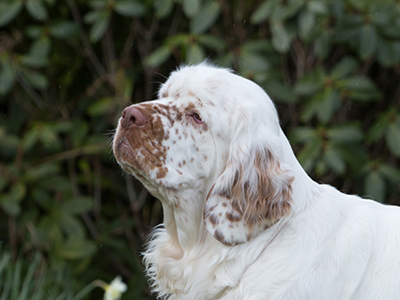 Spaniel (Clumber) headshot