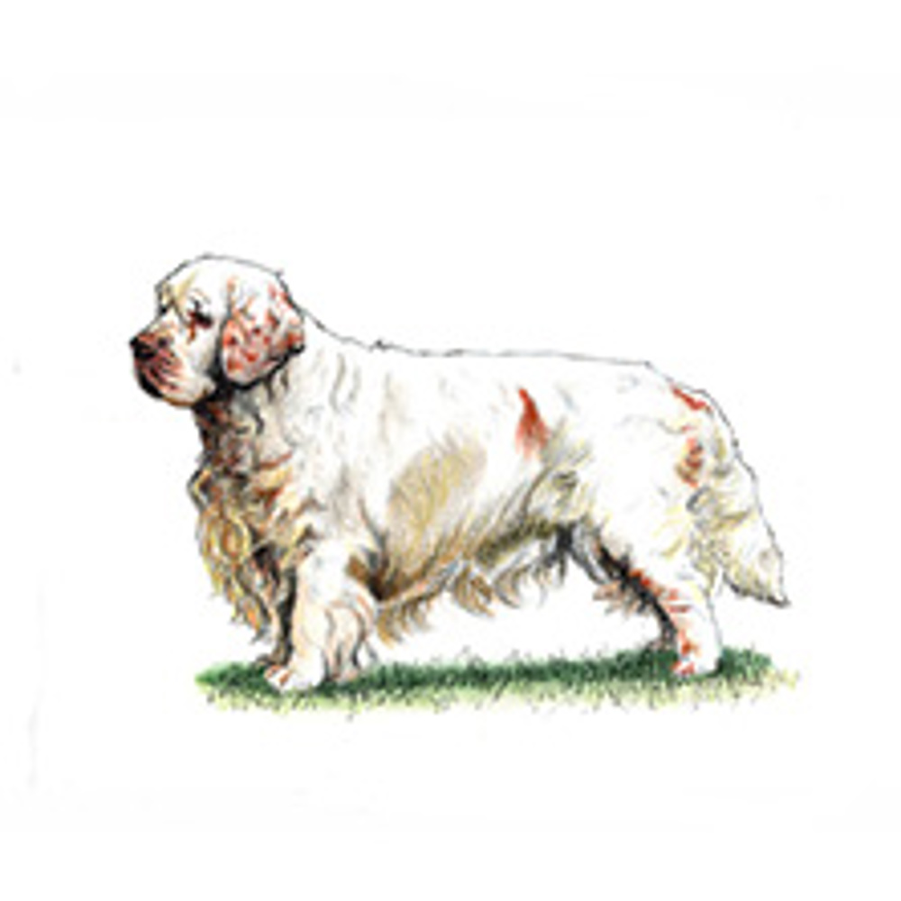 Spaniel (Clumber) illustration