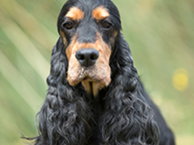 Spaniel (Cocker) headshot